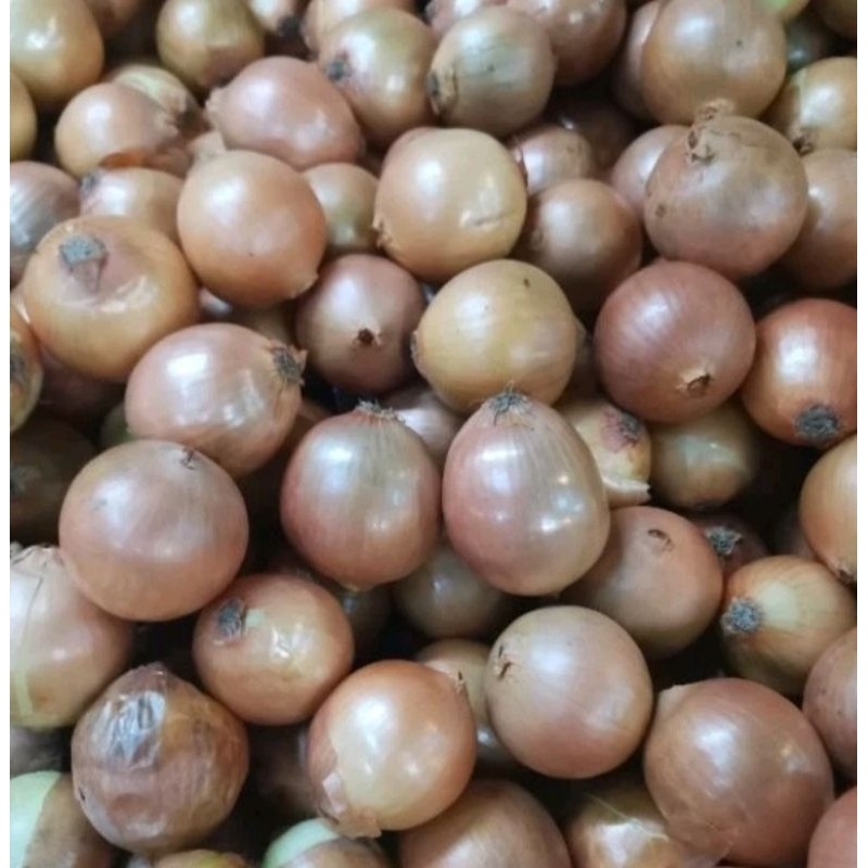 

BAWANG BOMBAI 1 BIJI