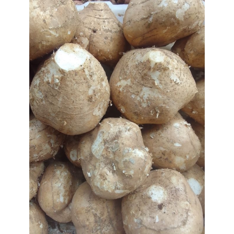 

Bengkoang Segar Manis | 500 gram fresh