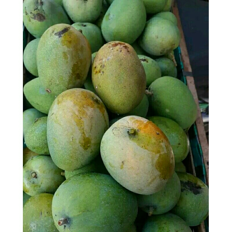 

Jual Mangga Madu,Mangga Nanas