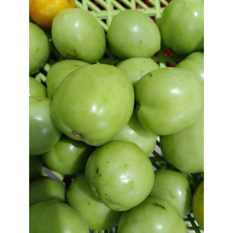 

tomat hijau 100gr