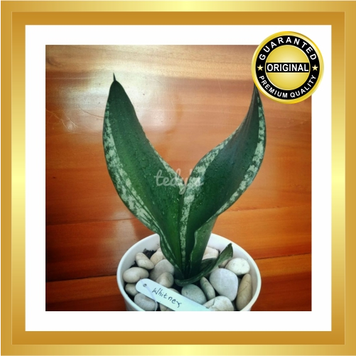 Sansivera Whitney - Wendys - Gester - Shery - Loop Pride - Austrian Black Spot - Moonshine Mutant - 