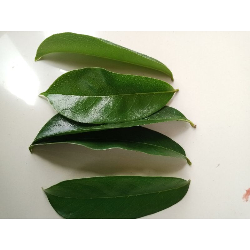 

Daun sirsak segar 120 lembar