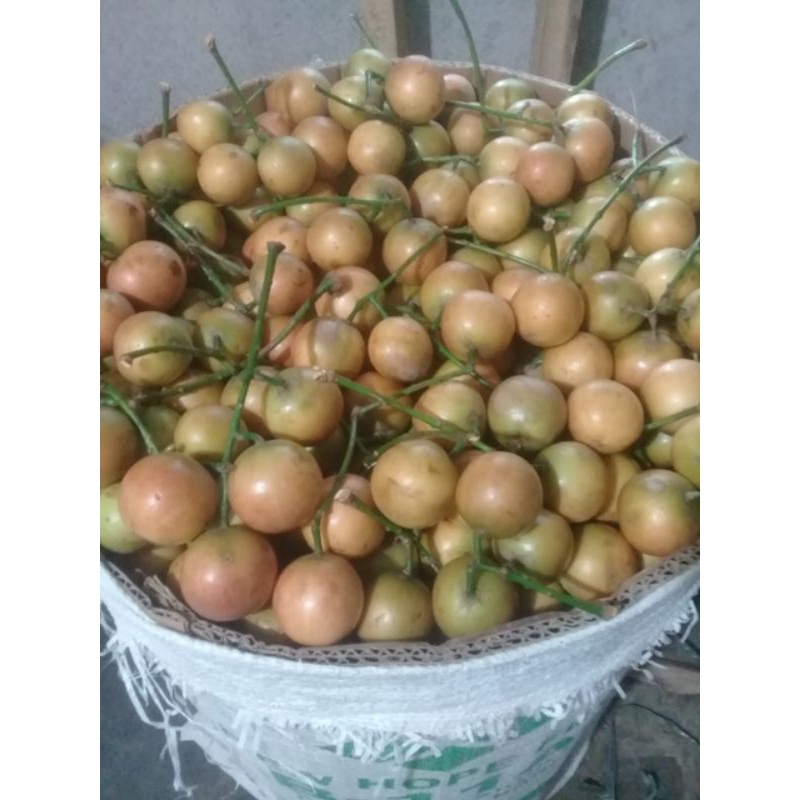 

Buah menteng besar 500 gram menteng mencoy buah musiman