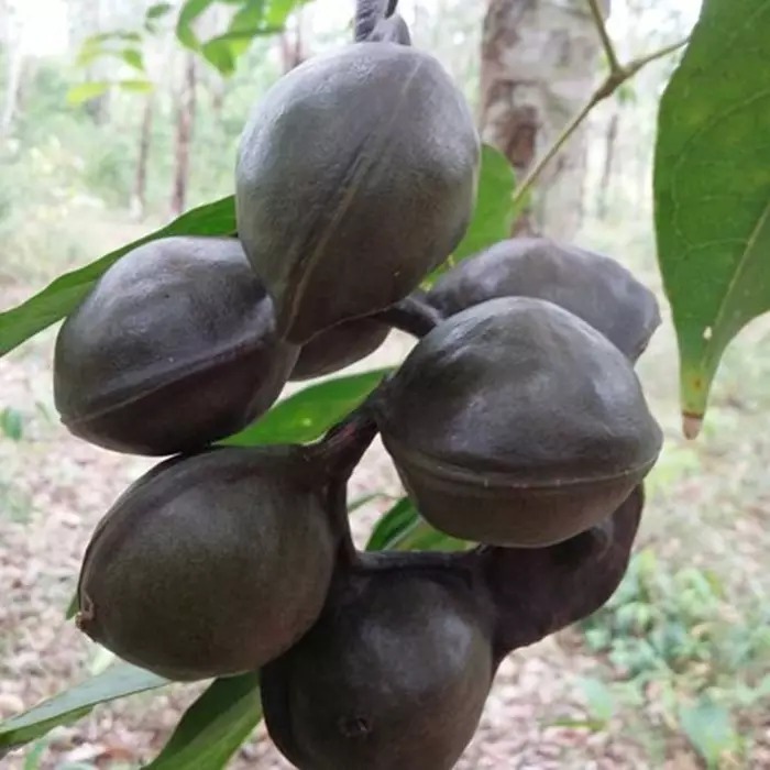 

JENGKOL 1 KG | HASIL KEBUN | PETIK LANGSUNG