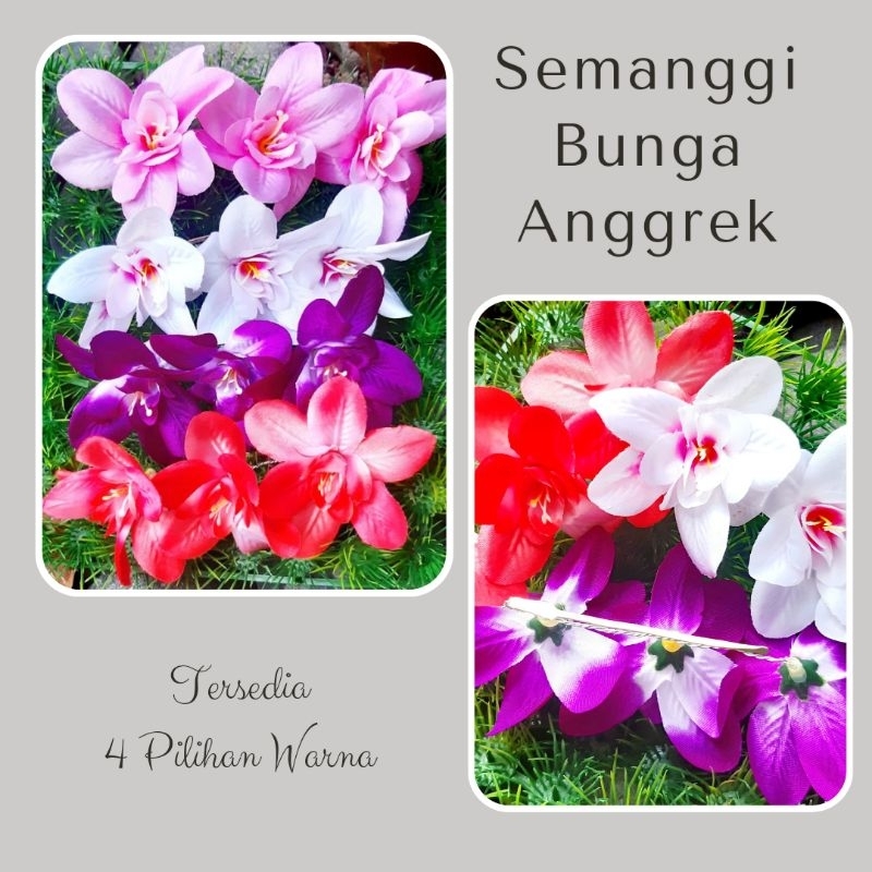 Semanggi Bunga Anggrek