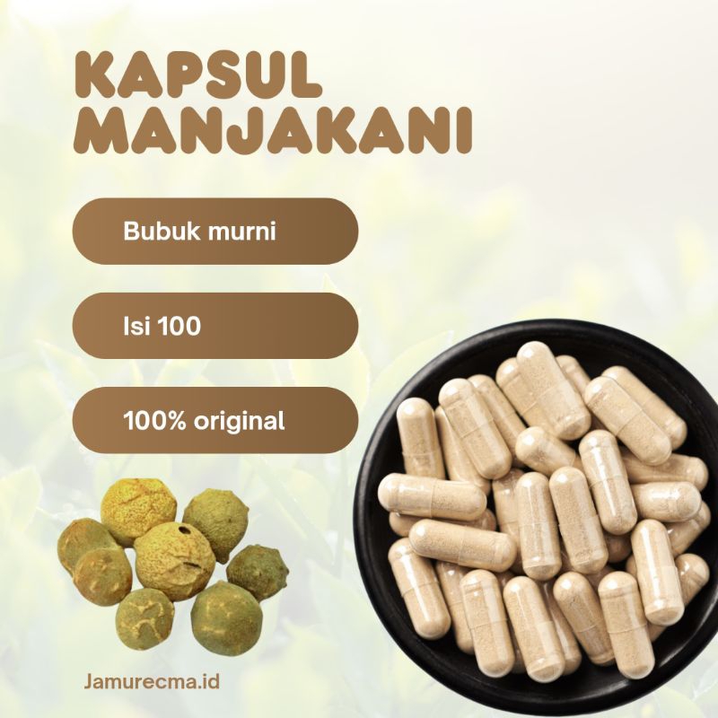 

Kapsul Manjakani Quercus infectoria Gall Original isi 100