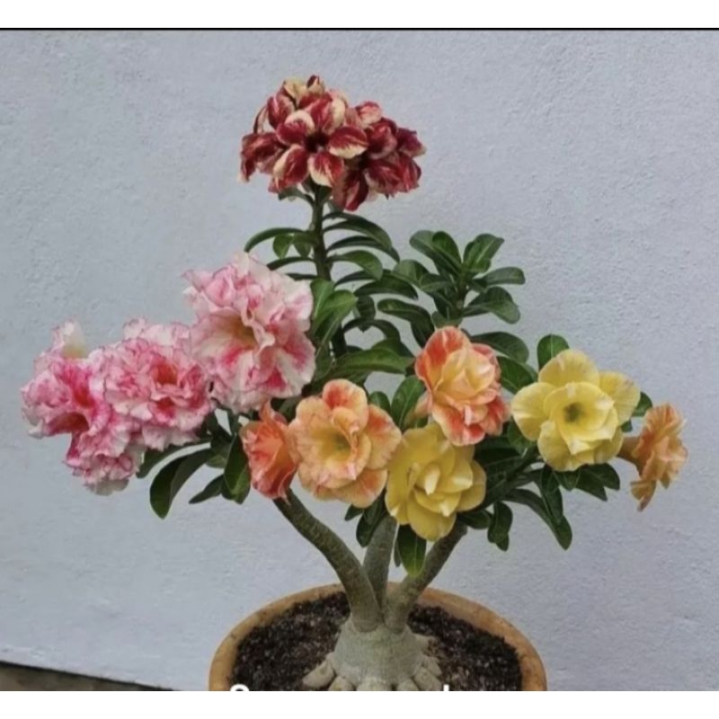 TANAMAN HIAS ADENIUM KAMBOJA 4 WARNA