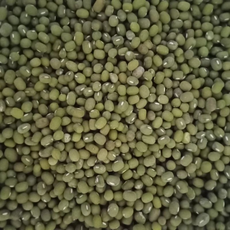 Kacang Hijau kacang ijo Organik langsung dari petani lokal Berat 500 gram