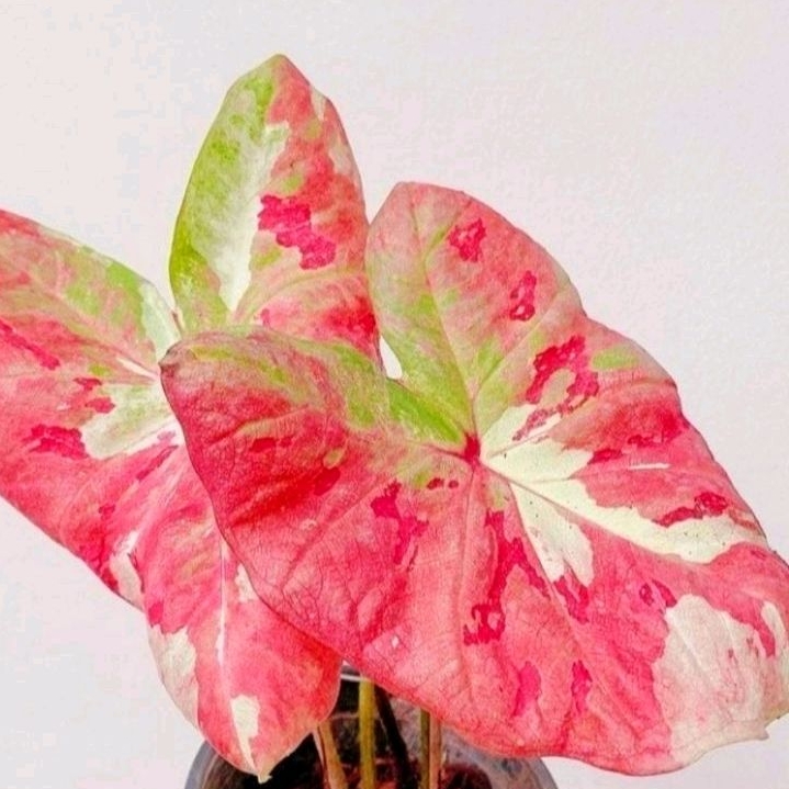 Caladium Hybird Tanaman Hybrid Caladium Keladi Hias Merah Murah Tanaman Hias Bisa COD