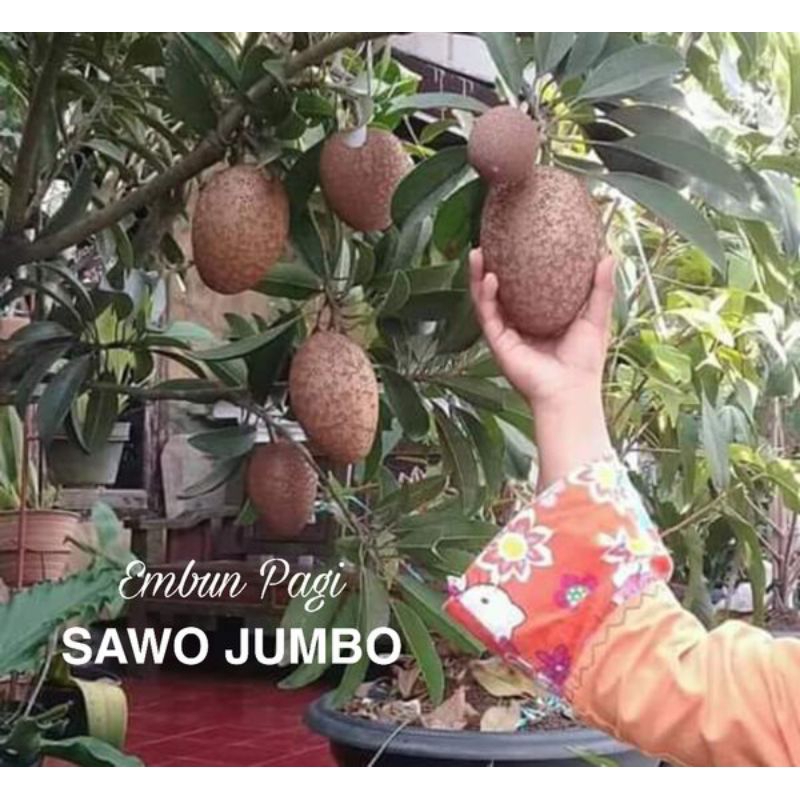 bibit sawo jombo sudah berbunga dan berbuah lebat