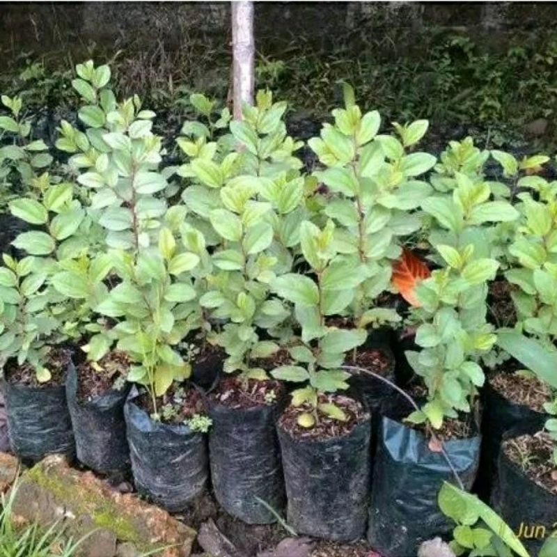Bibit Bidara Arab Asli, Plus bonus Bibit Daun salam