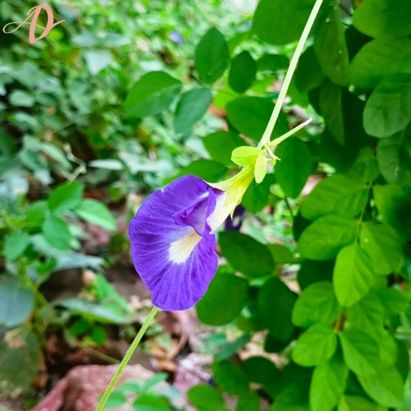 

Teh Bunga Telang / Bunga Telang ( Butterfly Pea ) Grobogan