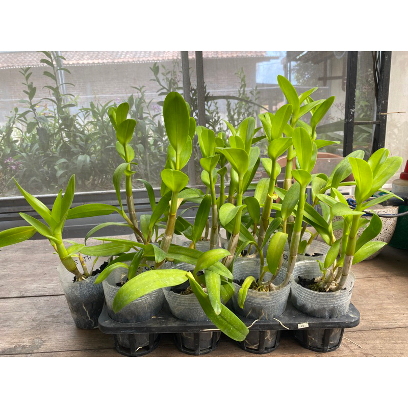 dendrobium dewasa awal mix id