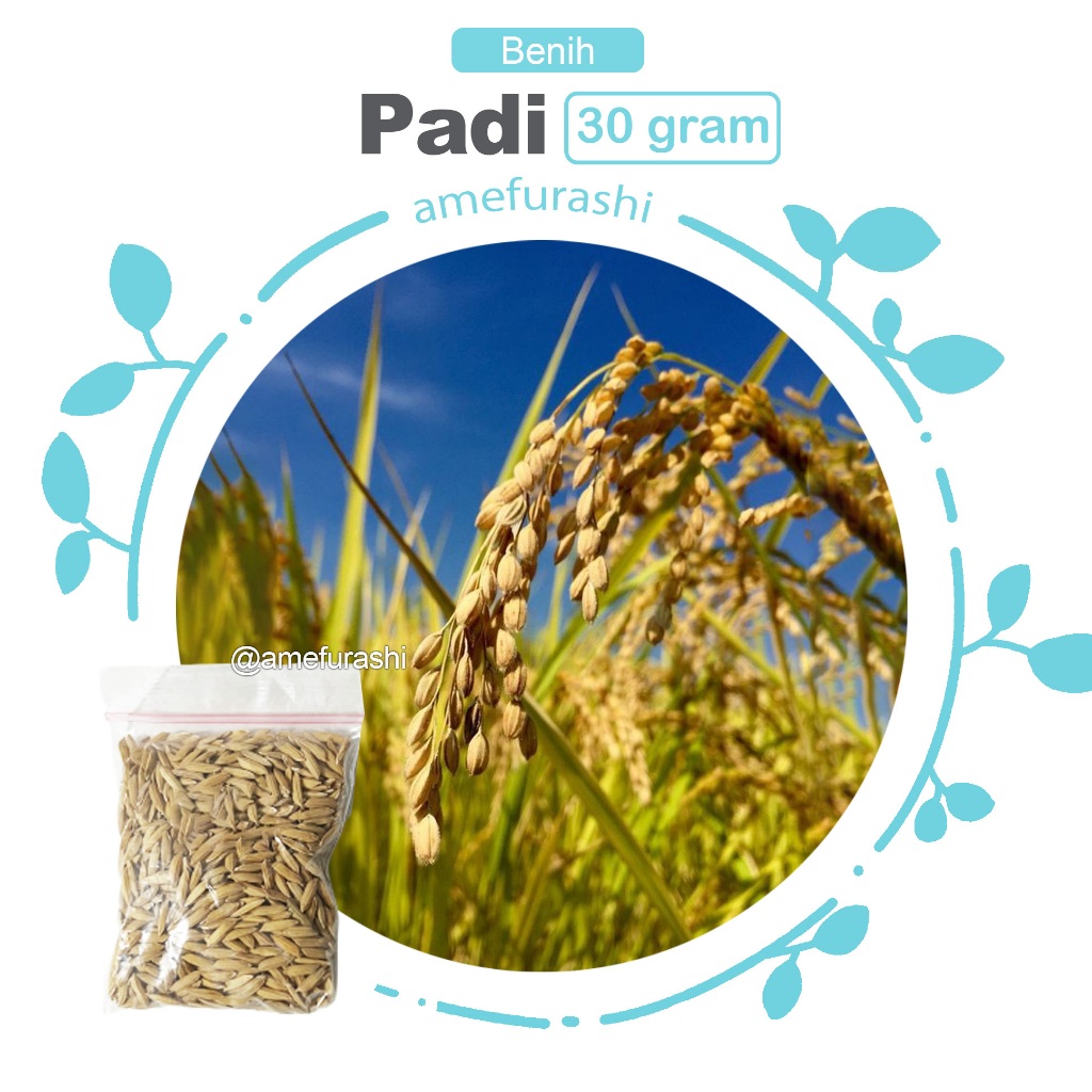 Amefurashi Benih / Bibit / Seeds Padi Mudah Tumbuh Yukk Tanam di Pot Panen padi Anda Sendiri