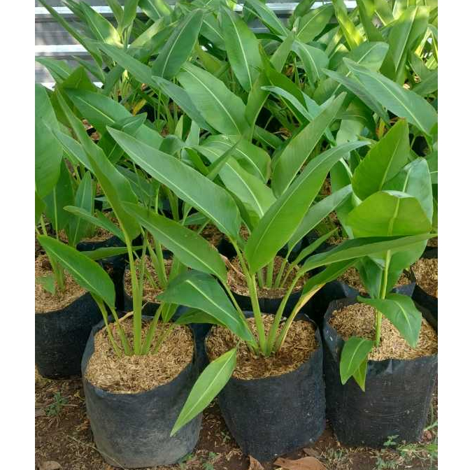 Bibit Pohon Pisang Kipas | Pohon pisang Hias