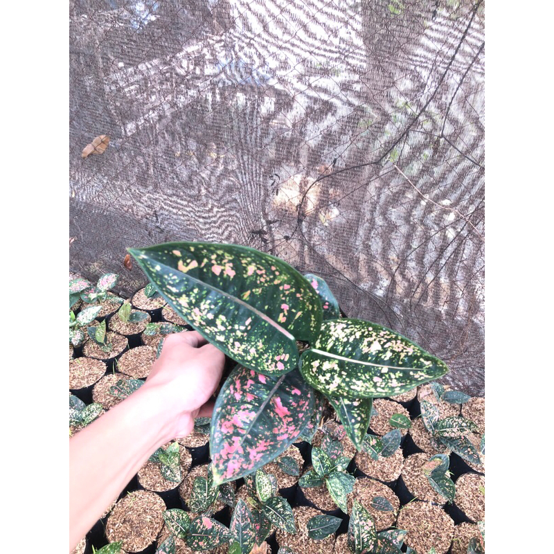 AGLONEMA RUBY COMPAKTA