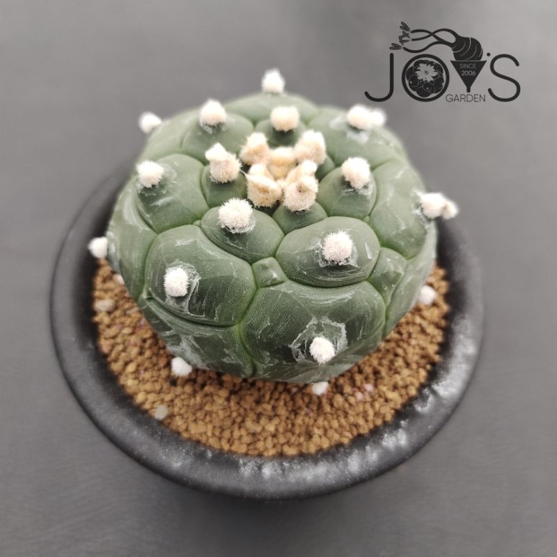 Tanaman Kaktus : Astrophytum asterias cv Kikko