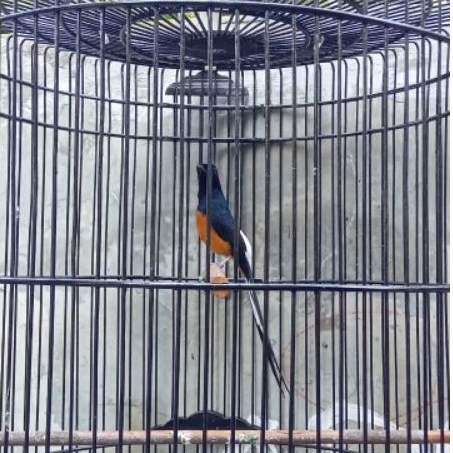 Murai Batu Gacoran Atau Siap Gantang dan Prestasi