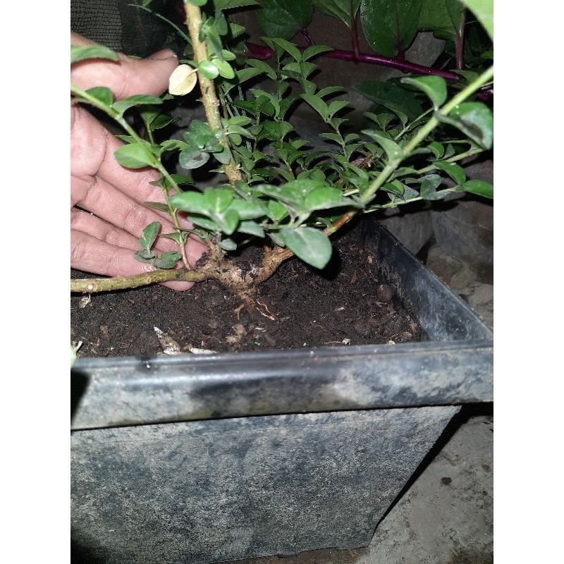 Sancang bahan mame sito