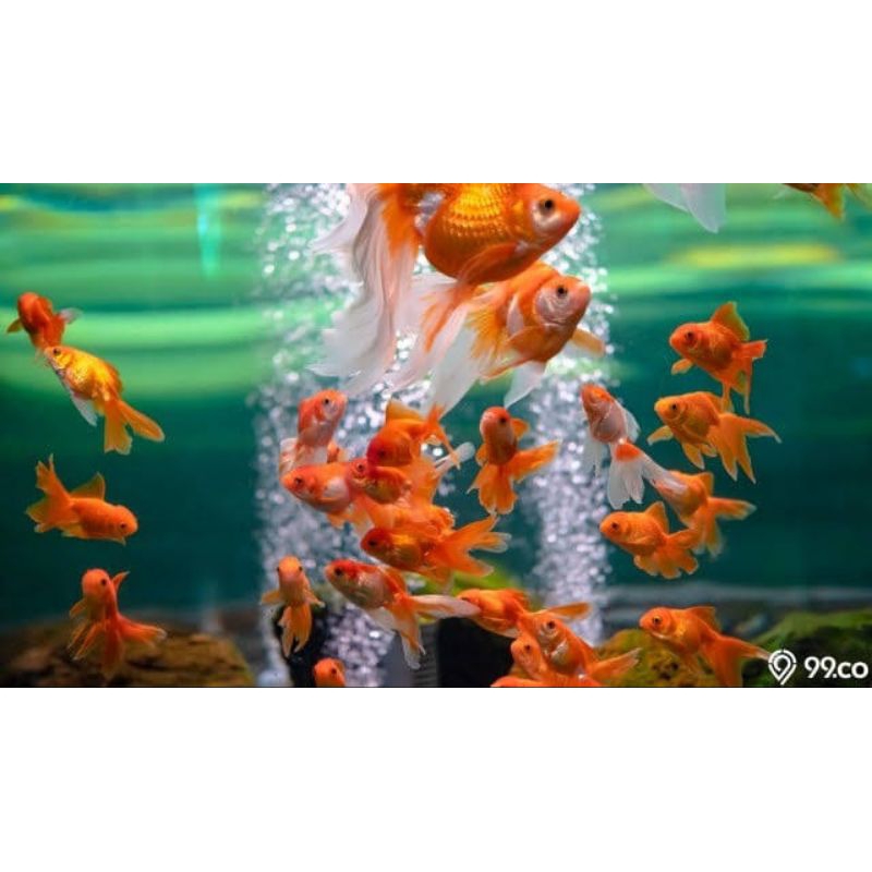 IKAN HIAS KOKI ORANDA JAMBUL