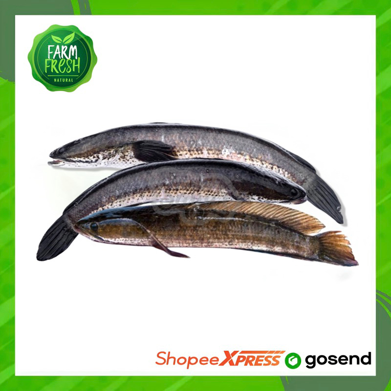 

KIRIM INSTAN Ikan Gabus / Haruan