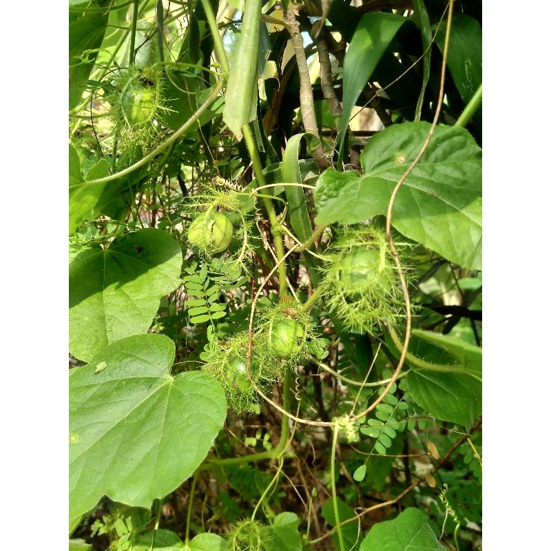 Markisa Mini (Plassiflora foetida) 50 gram