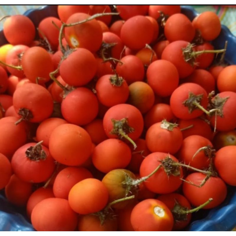 

Terong pari/terong hutan/terong alas/terong asam 1kg