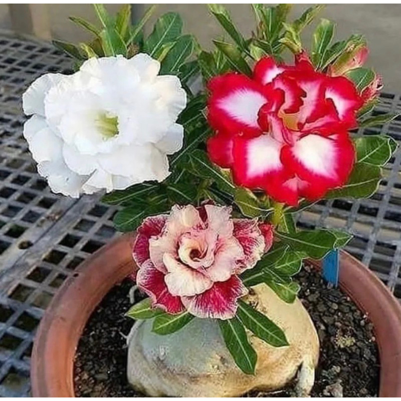 Tanaman hias bibit adenium kamboja jepang bunga tumpuk 3 warna