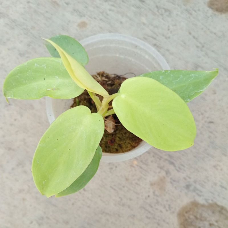 Philodendron Violin Golden