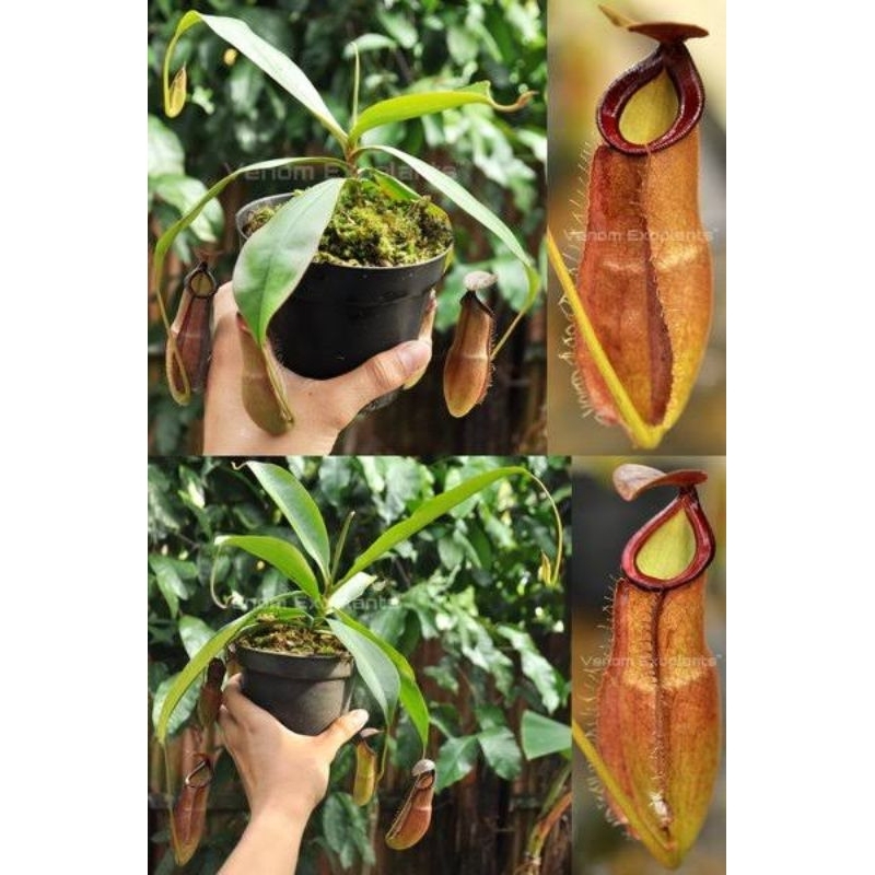 Nepenthes Mirabilis