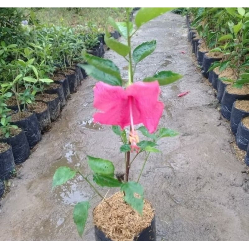 Tanaman Bunga Sepatu Pink Tanaman Bunga Sepatu Murah Tanaman Hias