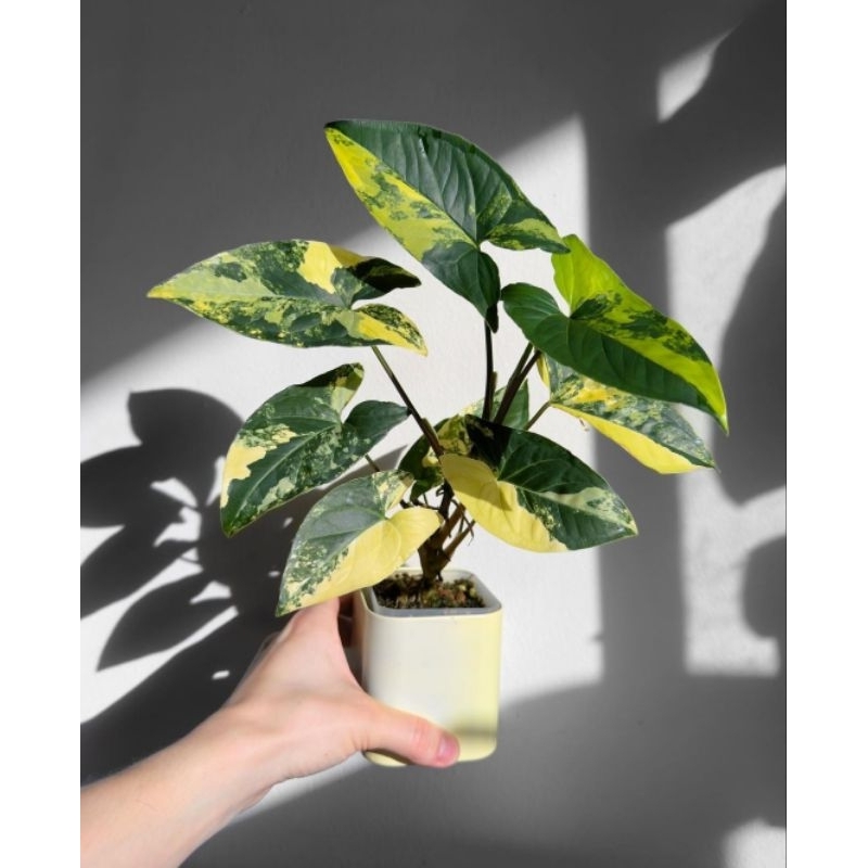 Syngonium Aurea Yellow Var