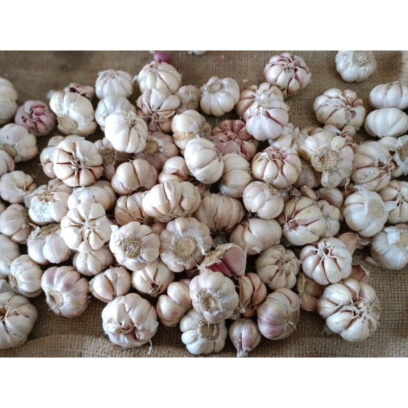 

Bawang putih