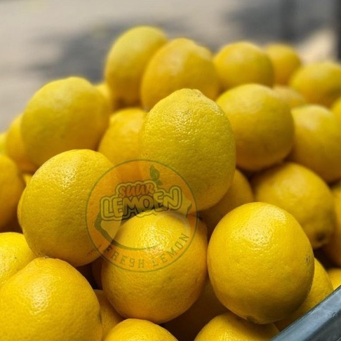 

Murah Banget Jeruk Lemon California 500 gr 1/2 KG by Suur Lemoen ID