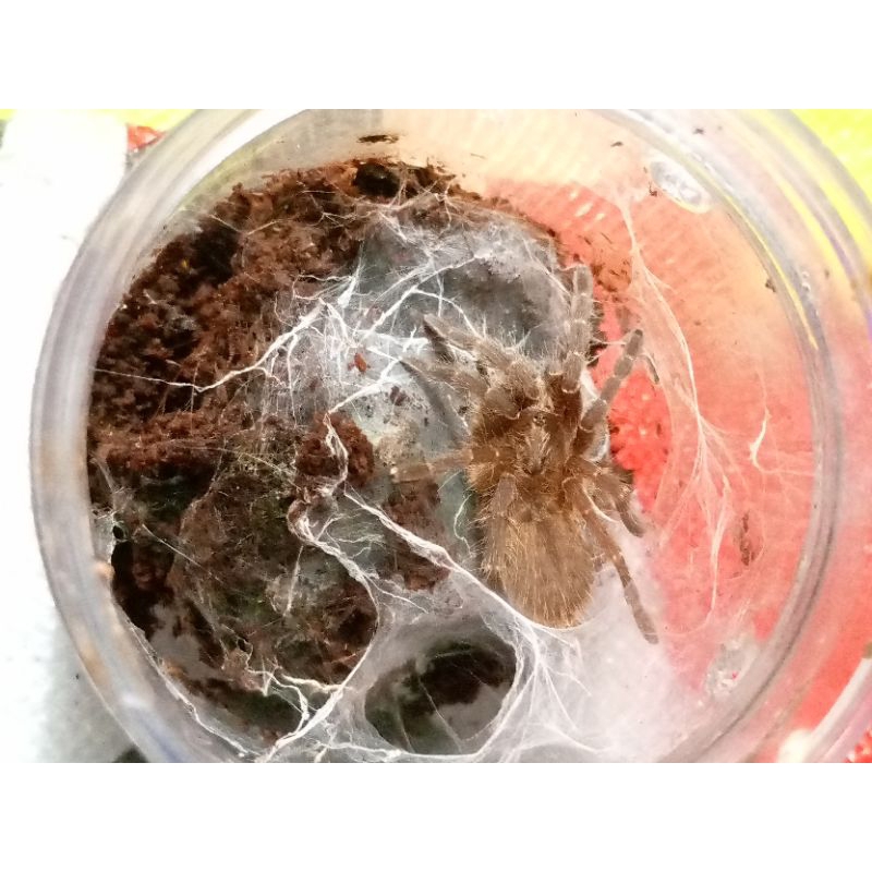 mainan Tarantula darlingi