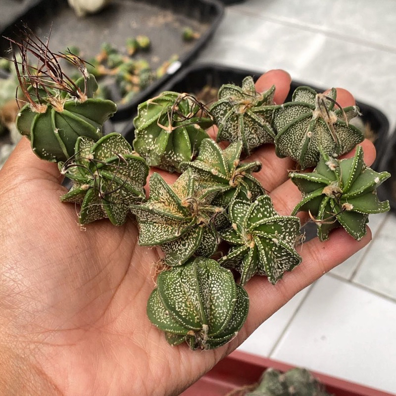 ASTROPHYTUM CAPRICORNE/ CAPRICORNE HYBRID / ASTROPHYTUM / ASTRO