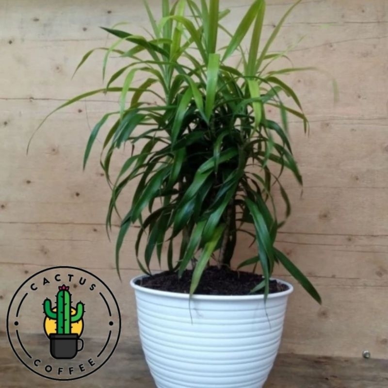 Pohon Suji Pewarna Alami / Tanaman Hias Indoor Pohon Suji Tinggi & Rimbun