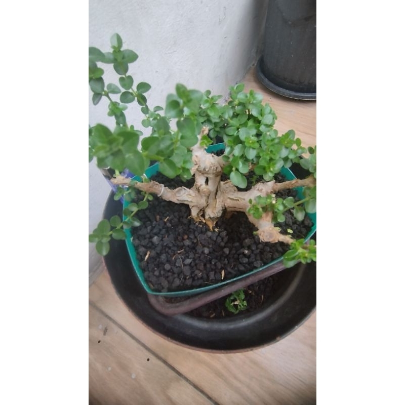 bahan sancang size mame