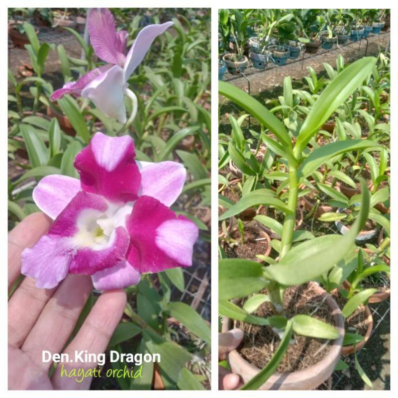Anggrek Dendrobium King Dragon #151