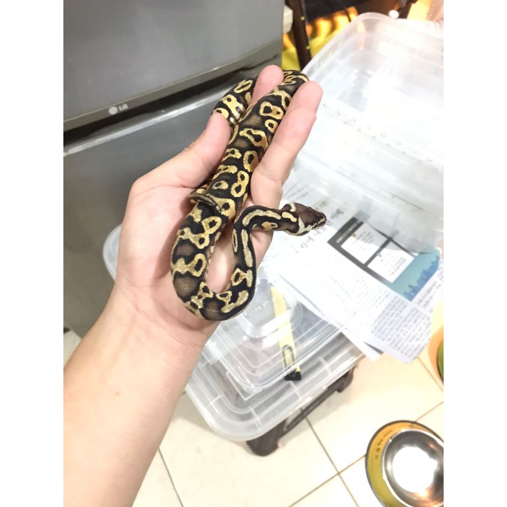 Ball Python Pastel I Ball Python | Ball Python Morph Pastel Male 1