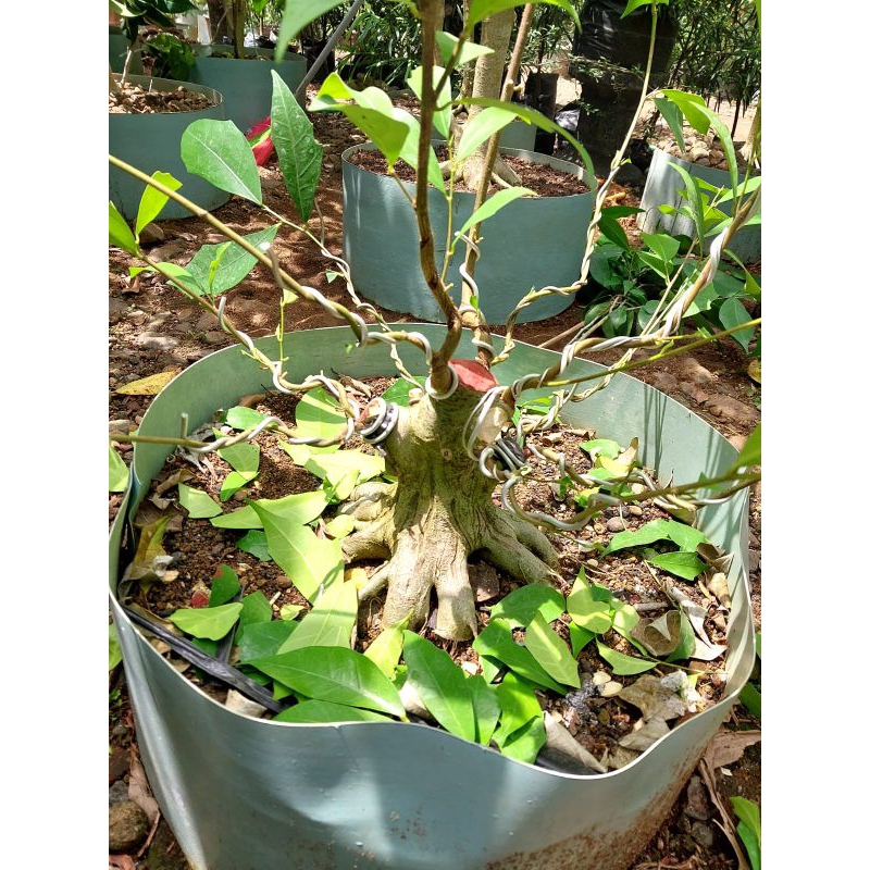 bonsai amplas putih real pictur