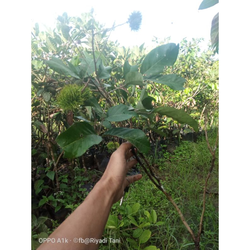 Bibit Rambutan Binjai 1 meter Up berbunga