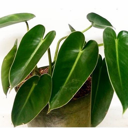 Tanaman hias philodendron corcovanda
