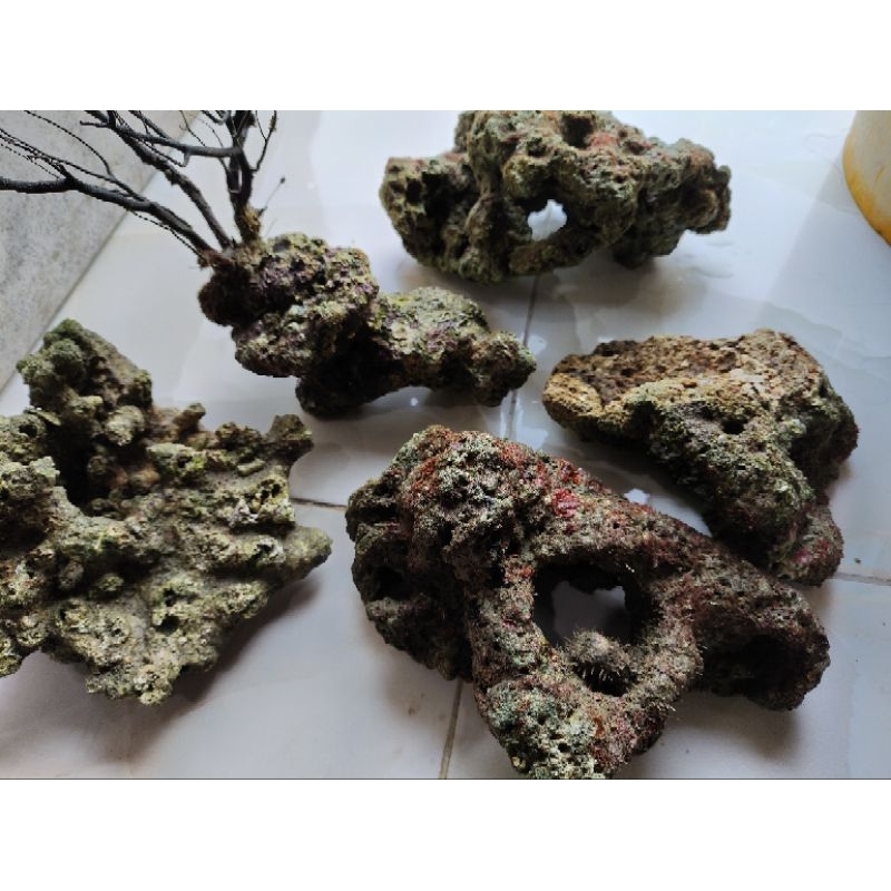 Batu karang live rock 100% batu karang laut asli aquarium air laut