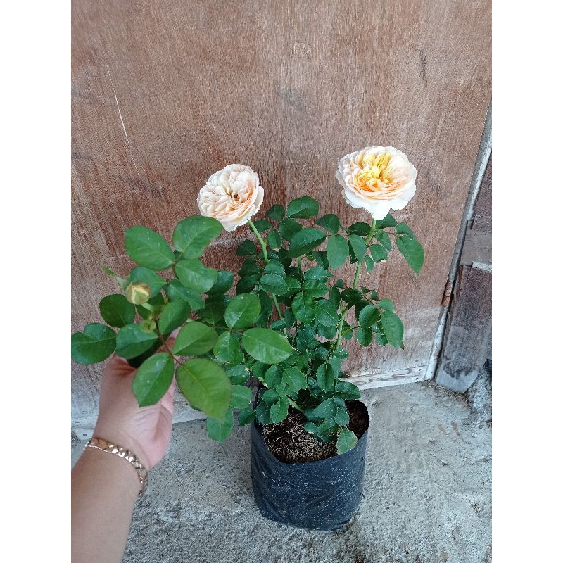 Mawar Import Indukan Juliet