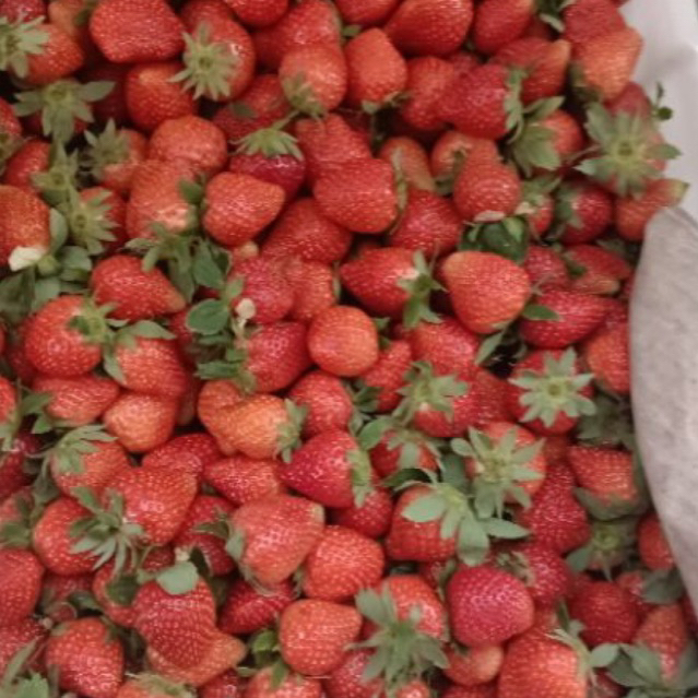 

Buah Strawberry Mini Fresh 1 kg