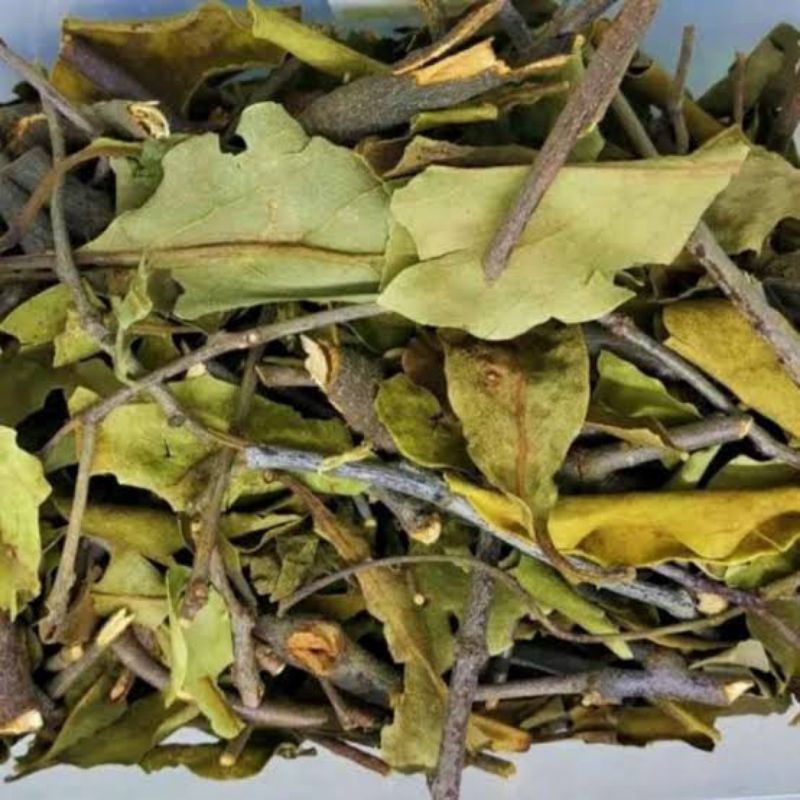 

Daun Benalu kelor kering 500Grm