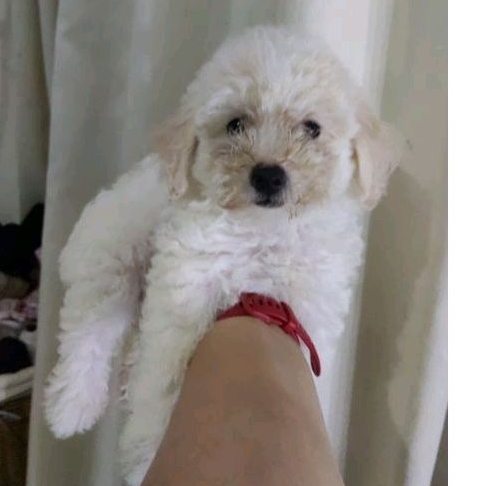 anjing parti color toy poodle puppy betina stambum