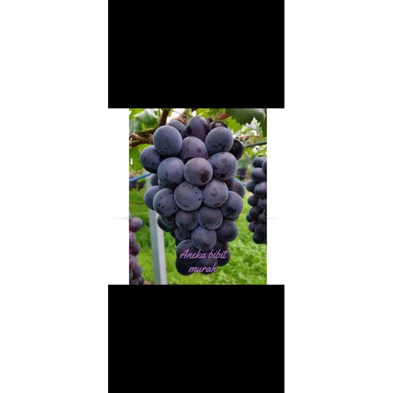 BIBIT ANGGUR BERBUNGA