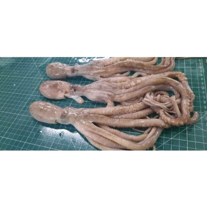 

Gurita Sedang Ukuran 200-500gram